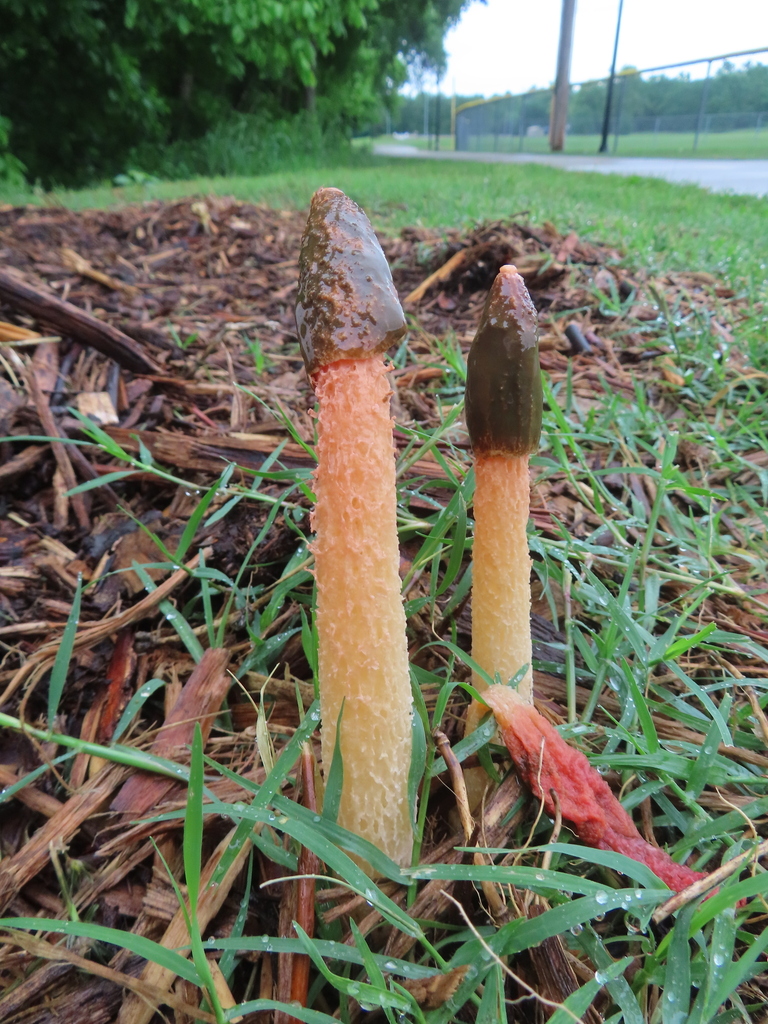 Wrinkly Stinkhorn · May 2026 · photo: Photo: (c) Ken Clark, some rights reserved (CC BY) · iNaturalist