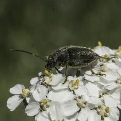 Brachysomida californica