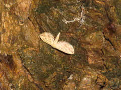 Eupithecia infelix
