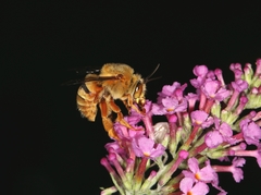 Amegilla bombiformis