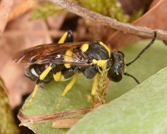 Macrophya bifasciata
