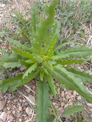 Phacelia integrifolia