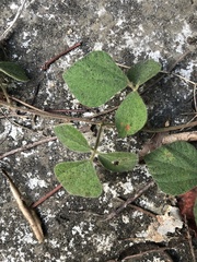 Rhynchosia volubilis