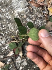 Rhynchosia volubilis