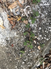 Rhynchosia volubilis