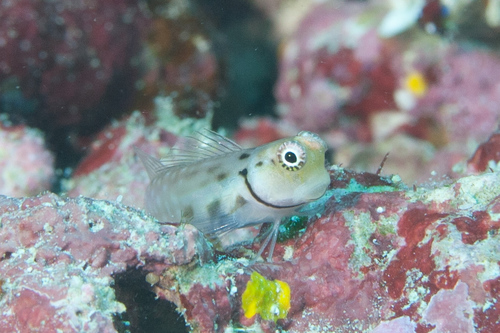 Little Combtooth Blenny — seen at this dive site