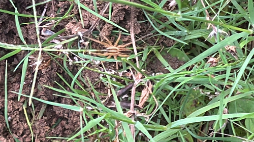 Rabid Wolf Spider