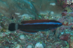 Pseudodax moluccanus