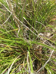 Carex xerophila