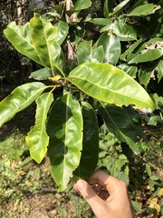 Syzygium nervosum