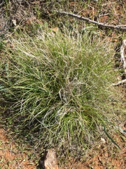 Carex xerophila