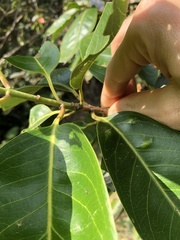 Syzygium nervosum