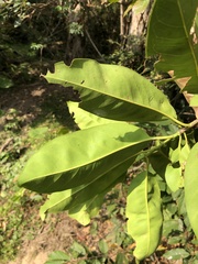 Syzygium nervosum