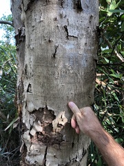 Syzygium nervosum