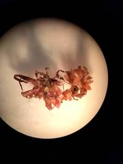 Acrosorium ciliolatum
