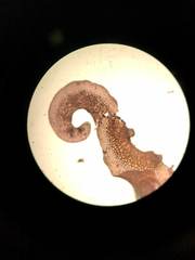 Acrosorium ciliolatum