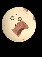 Acrosorium ciliolatum