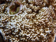 Montipora flabellata