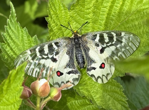 Clodius Parnassian