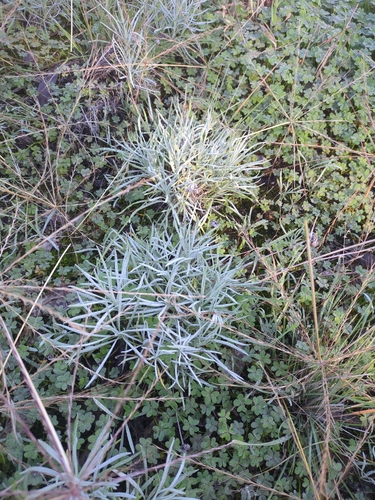 cotton burnweed