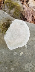 Ostropomycetidae