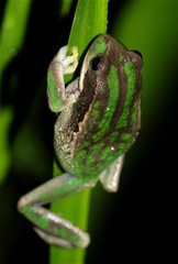 Gastrotheca cuencana