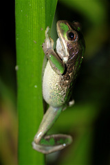 Gastrotheca cuencana