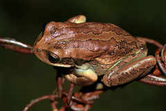 Gastrotheca cuencana