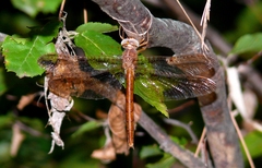 Neurocordulia xanthosoma