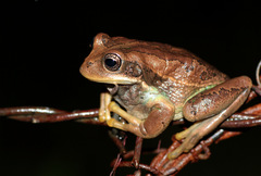 Gastrotheca cuencana