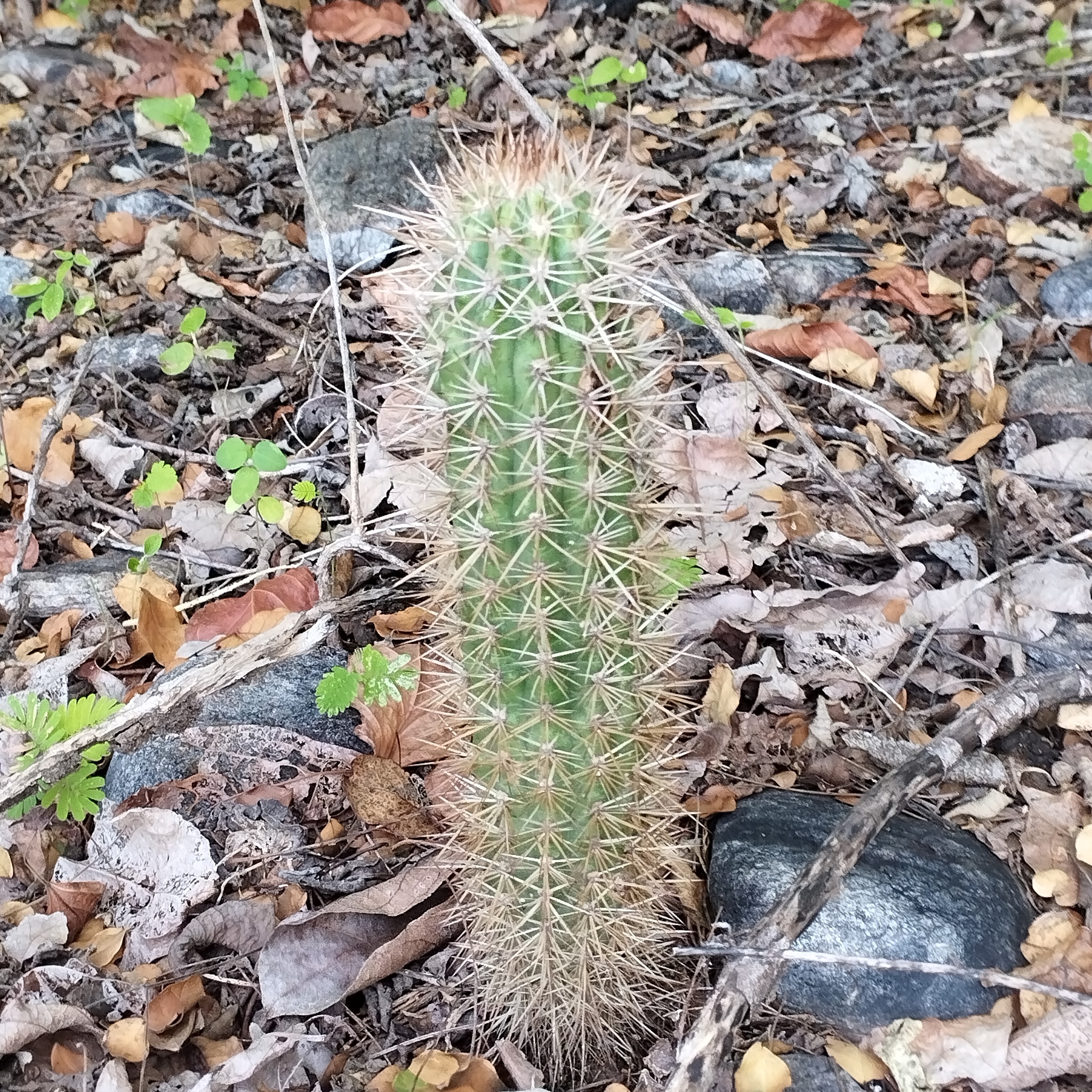 Xiquexique gounellei