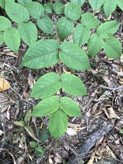 Aralia chinensis