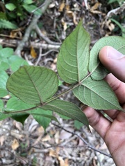 Aralia chinensis