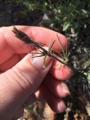 Calystegia stebbinsii
