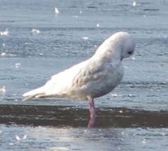 Larus glaucoides