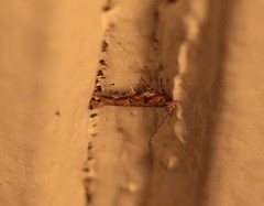 Pyroderces aellotricha