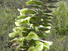 Puya aequatorialis