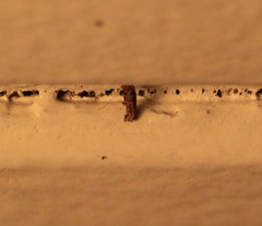 Pyroderces aellotricha