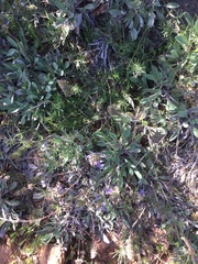 Calystegia stebbinsii