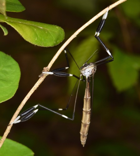 Phantom crane fly