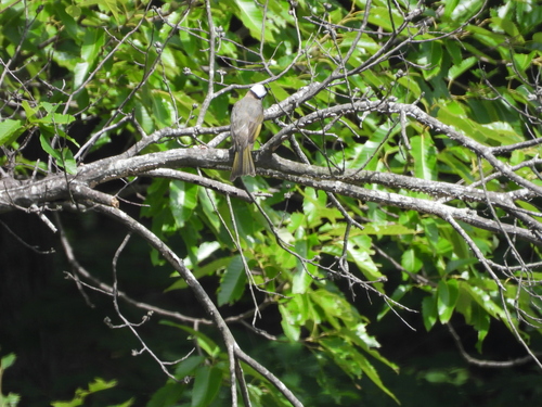 Light-vented Bulbul
