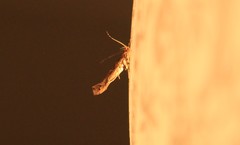 Pyroderces aellotricha