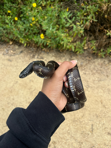 iNaturalist observation photo of California King Snake
