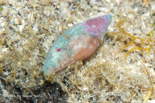Probata barbadensis observed 2026-05-28