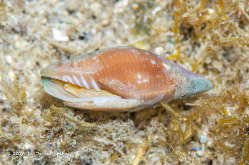 Probata barbadensis observed 2026-05-28