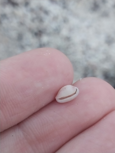 Niveria pacifica observed 2026-05-25