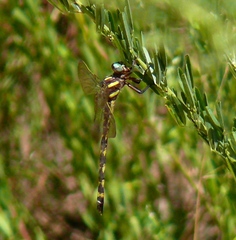Cordulegaster obliqua