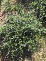 Ceanothus lemmonii