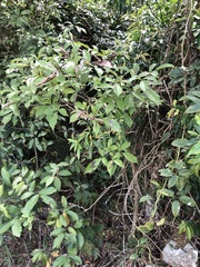 Vitex quinata