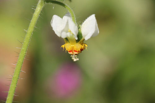 Loasa triloba, photograph 6